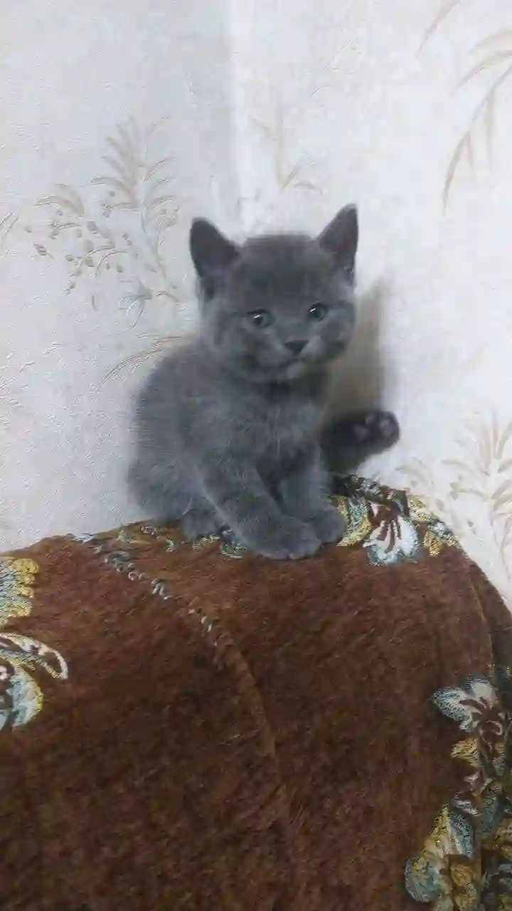 шотландский прямоухий котёнок 