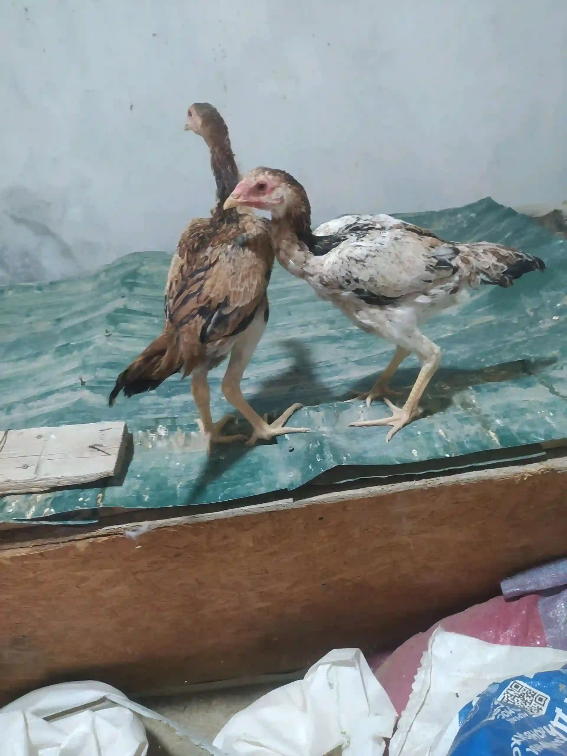 чучи даканг