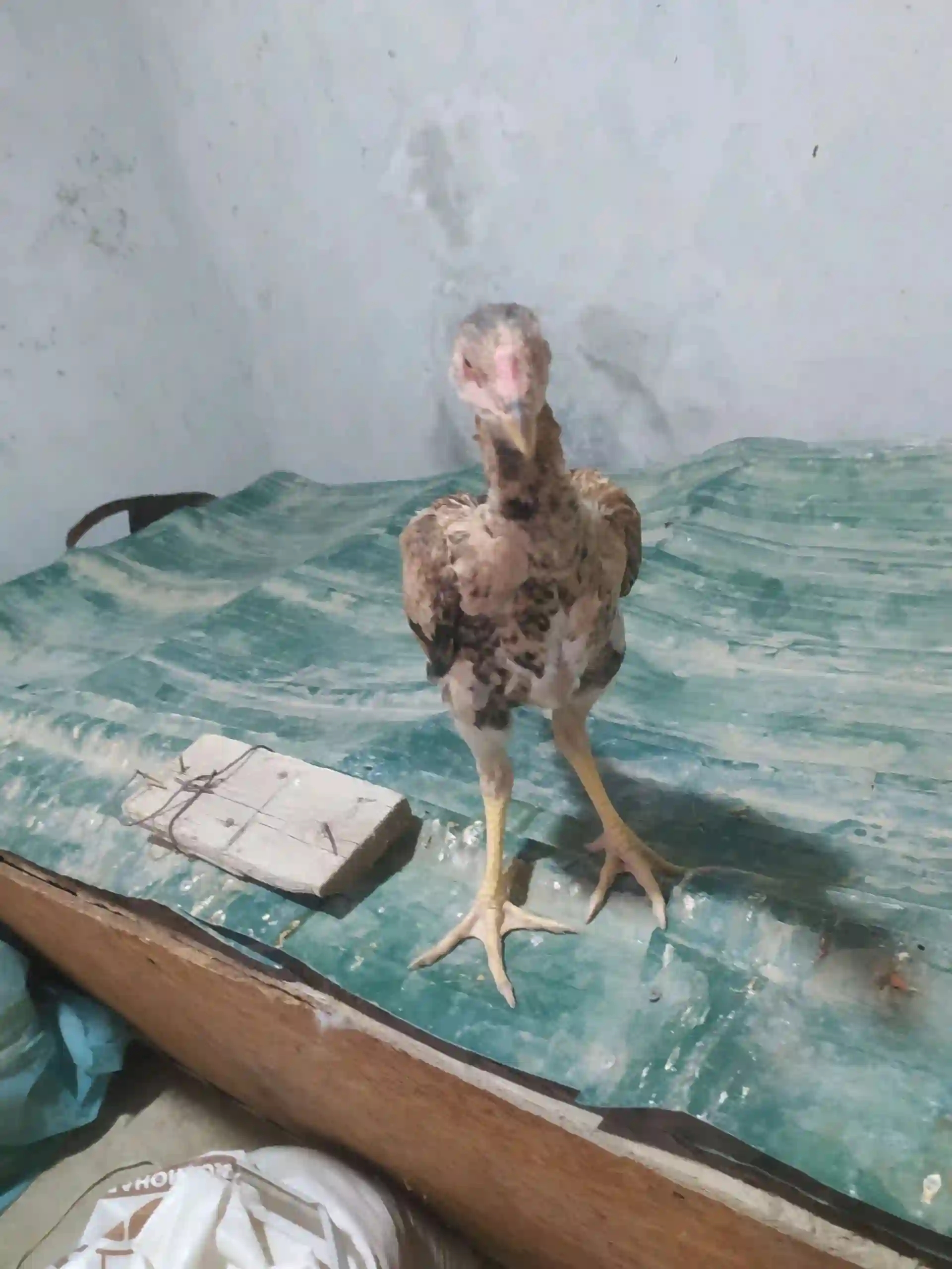 чучи даканг