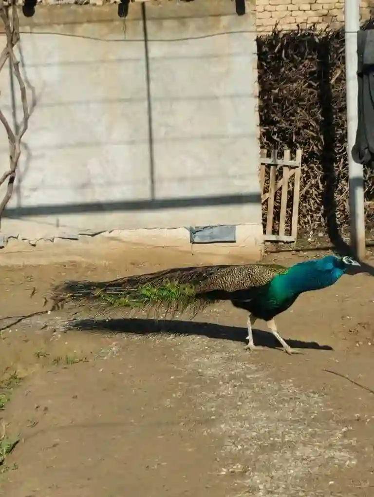 Товус