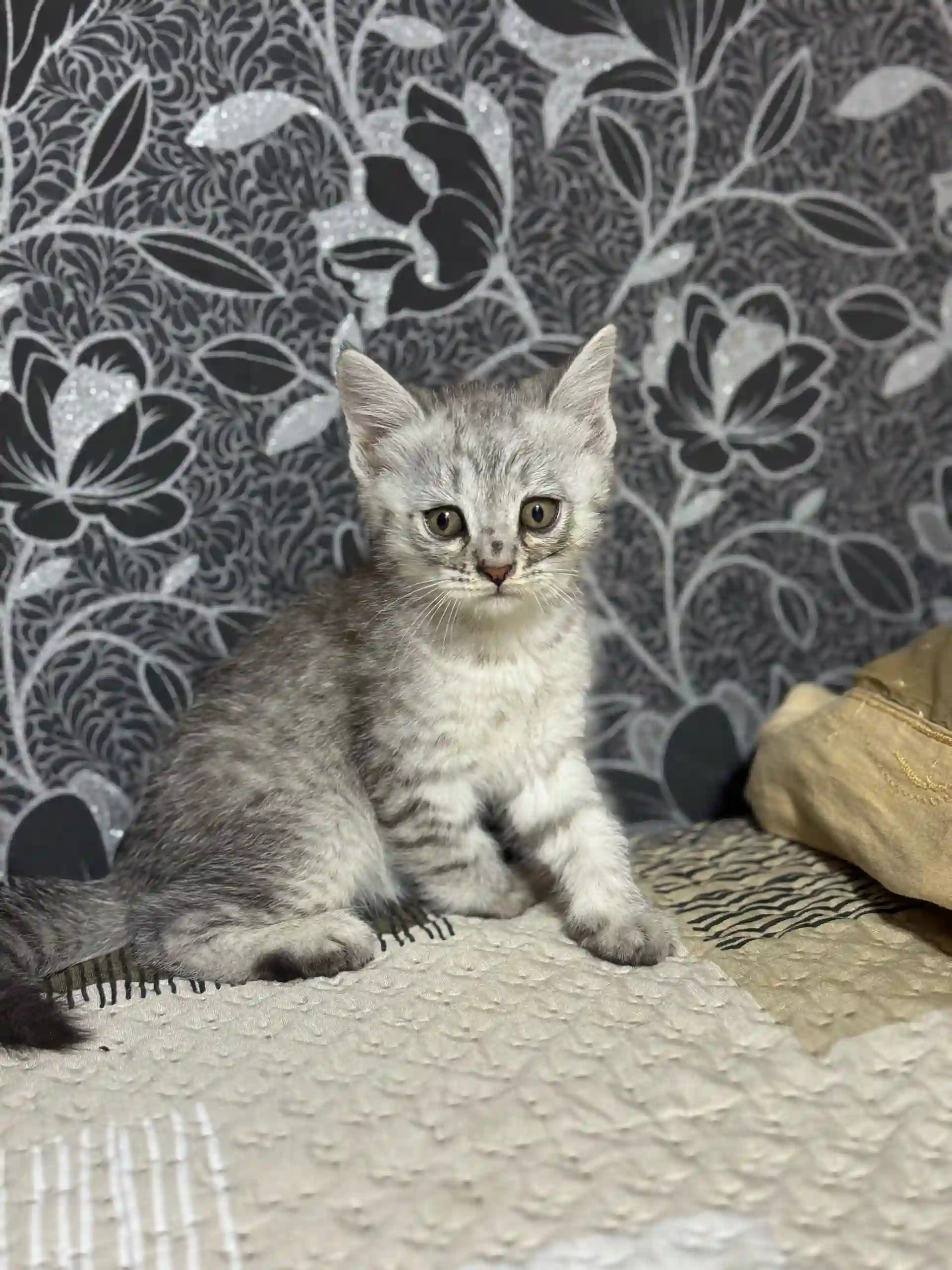 котята порода Шиншилла