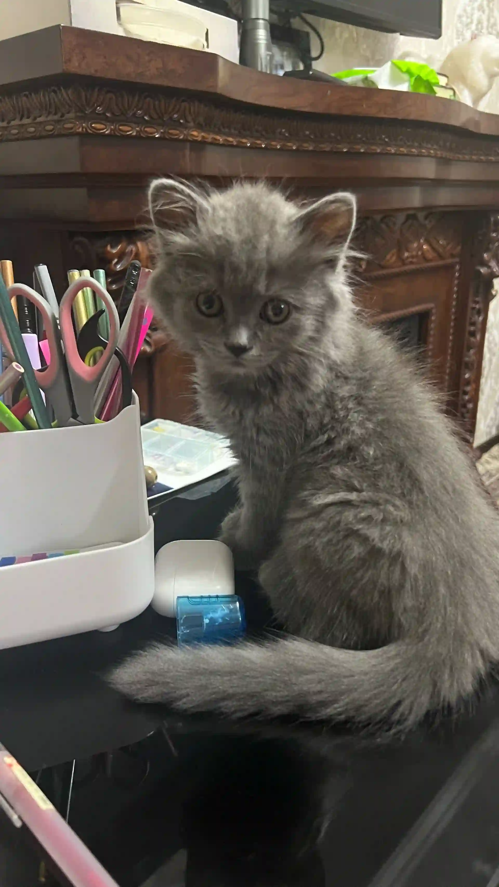 шотландская кошка