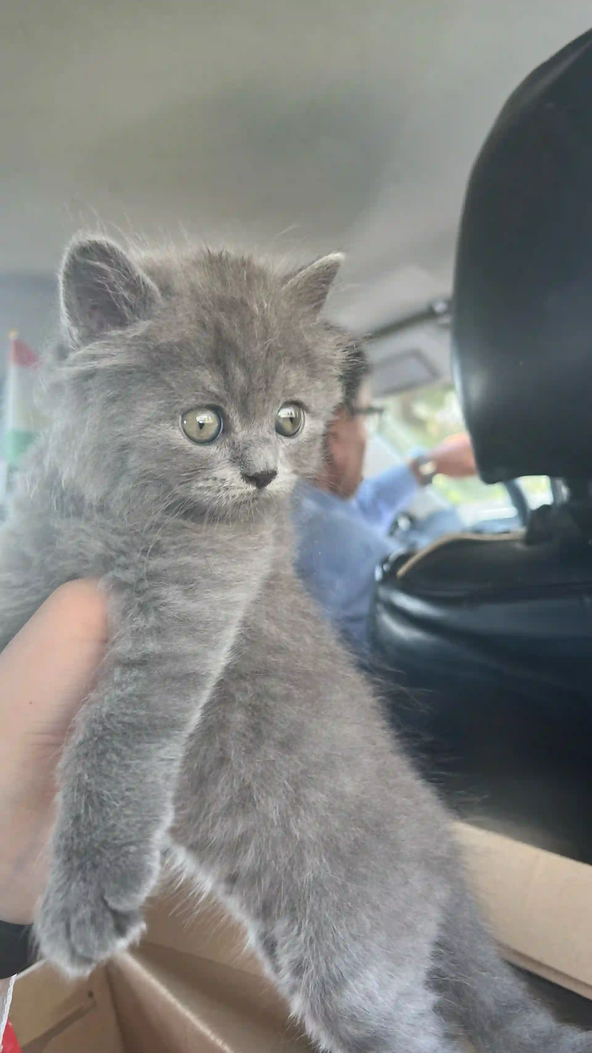 шотландская кошка