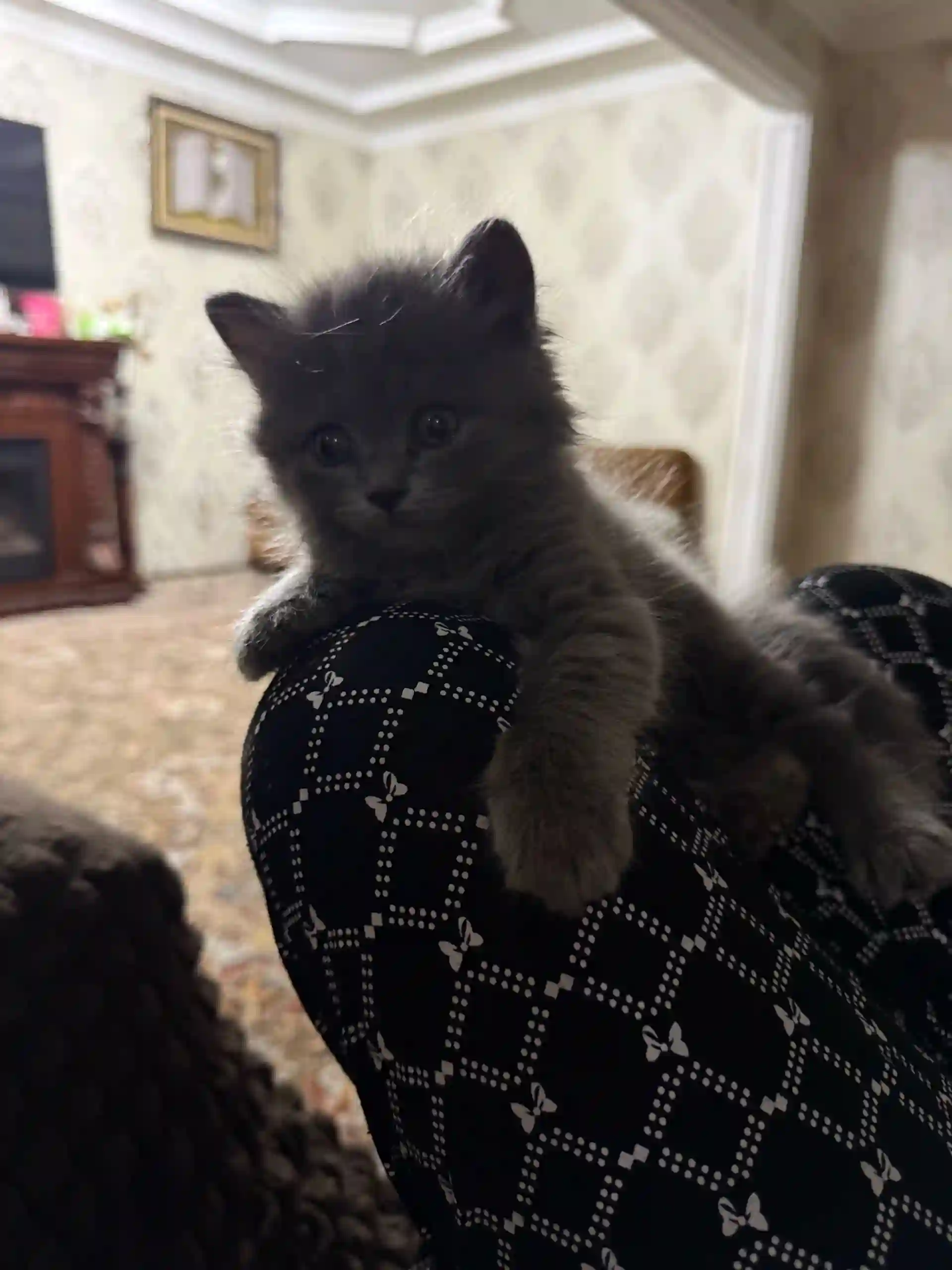 шотландская кошка