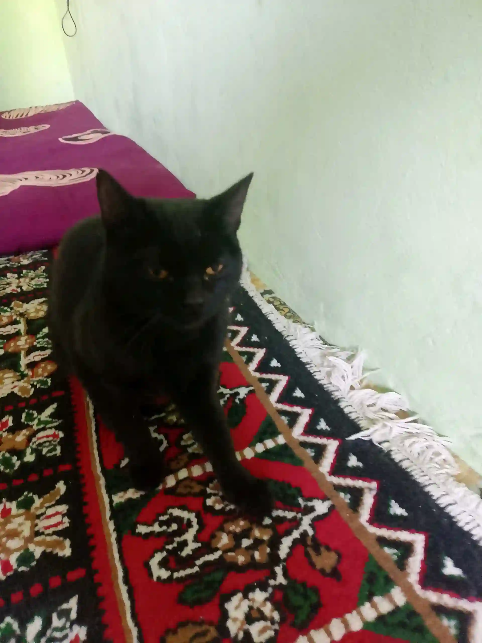Кошка