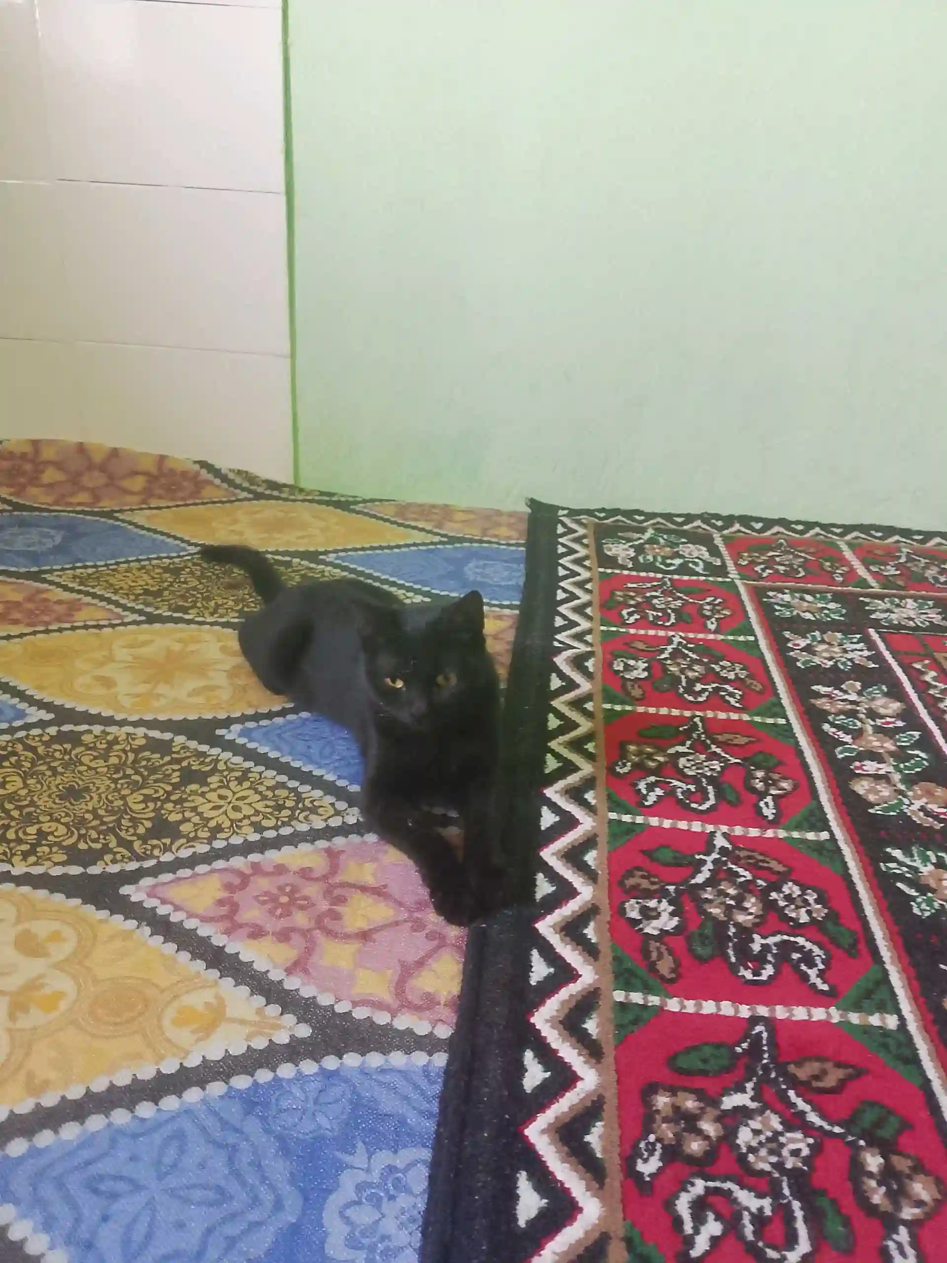 Кошка
