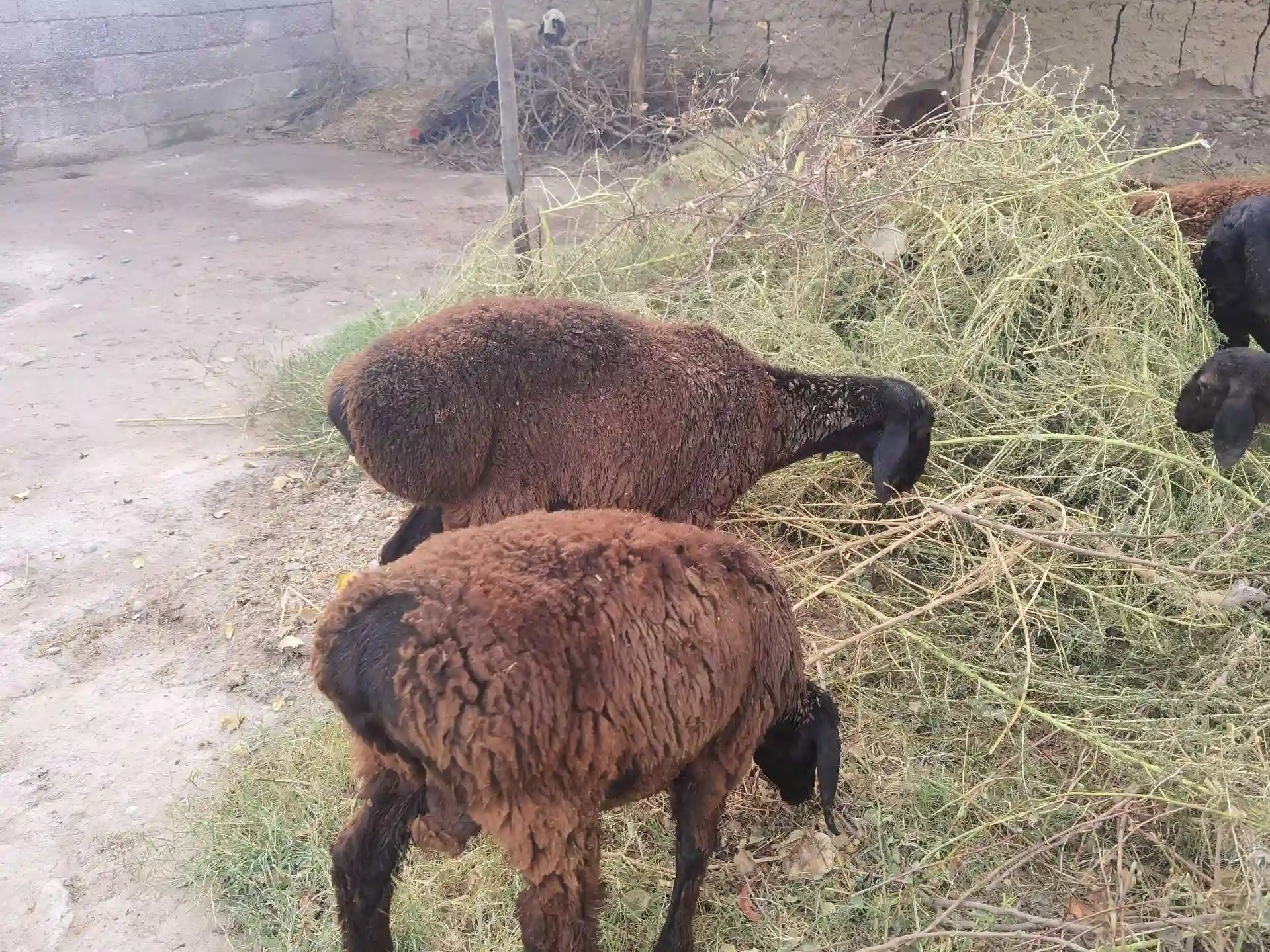 срочно 