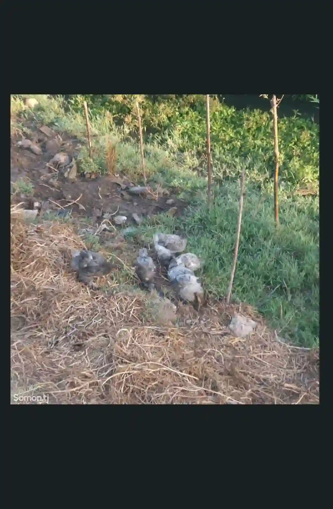 мурги брама