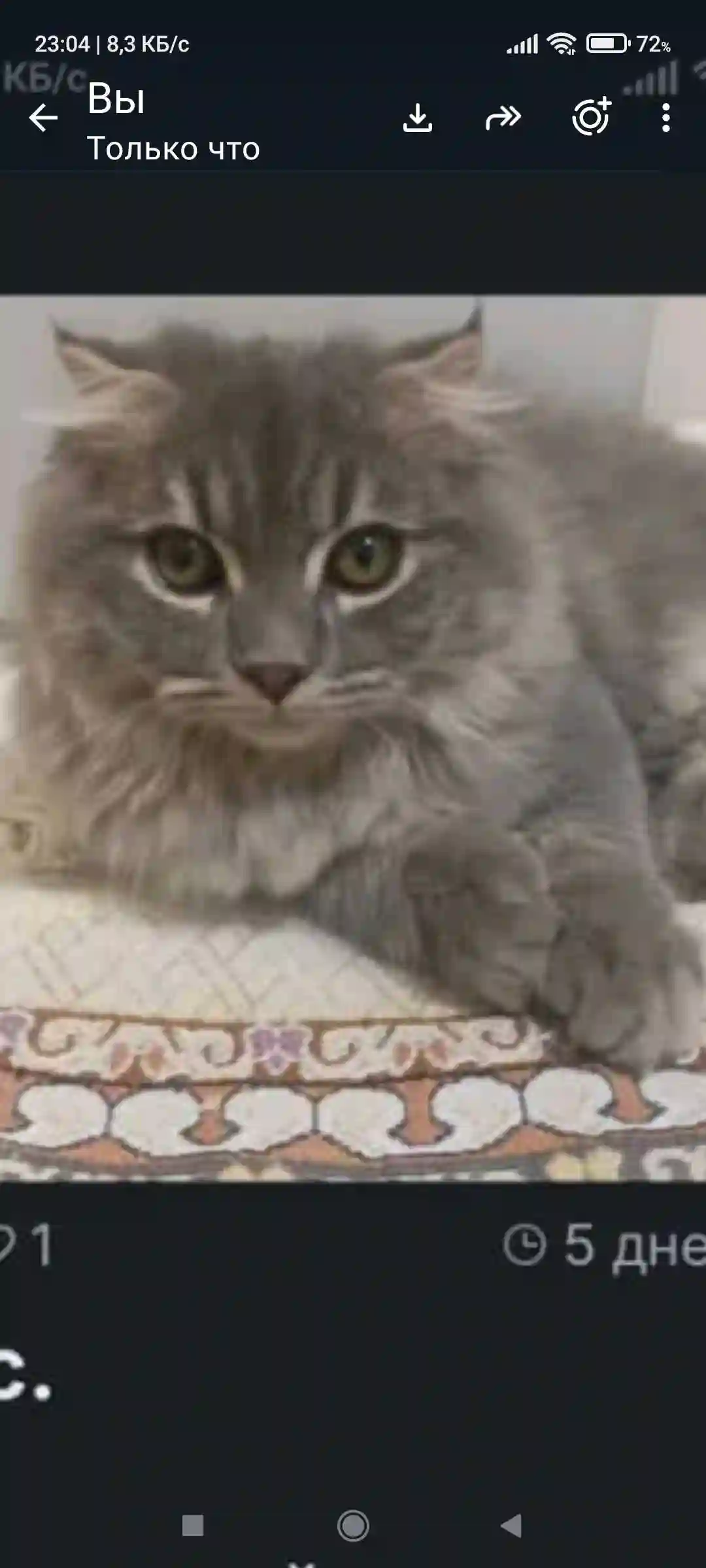 Шотландский вислоухий кот