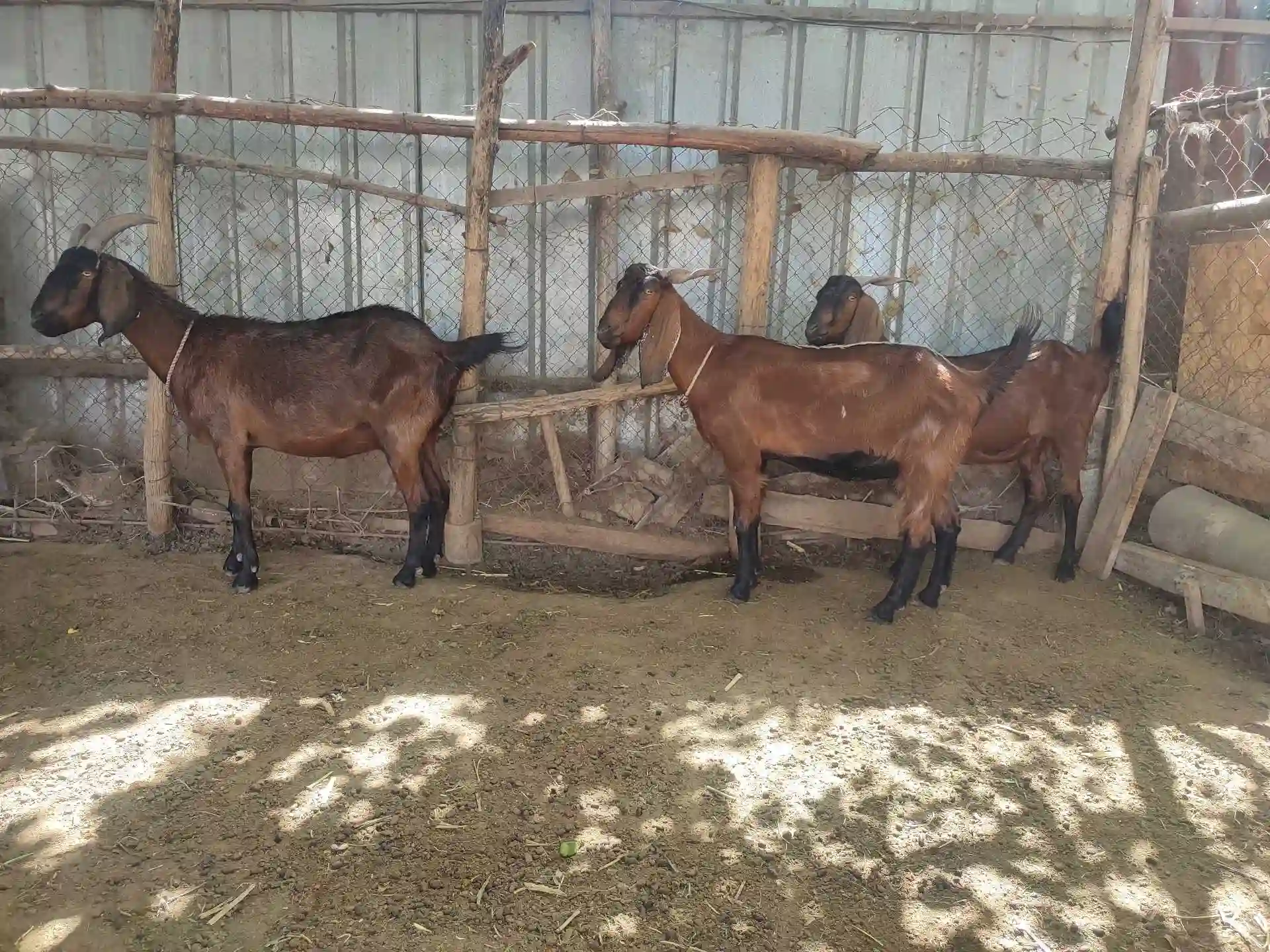 модабузхои покистони