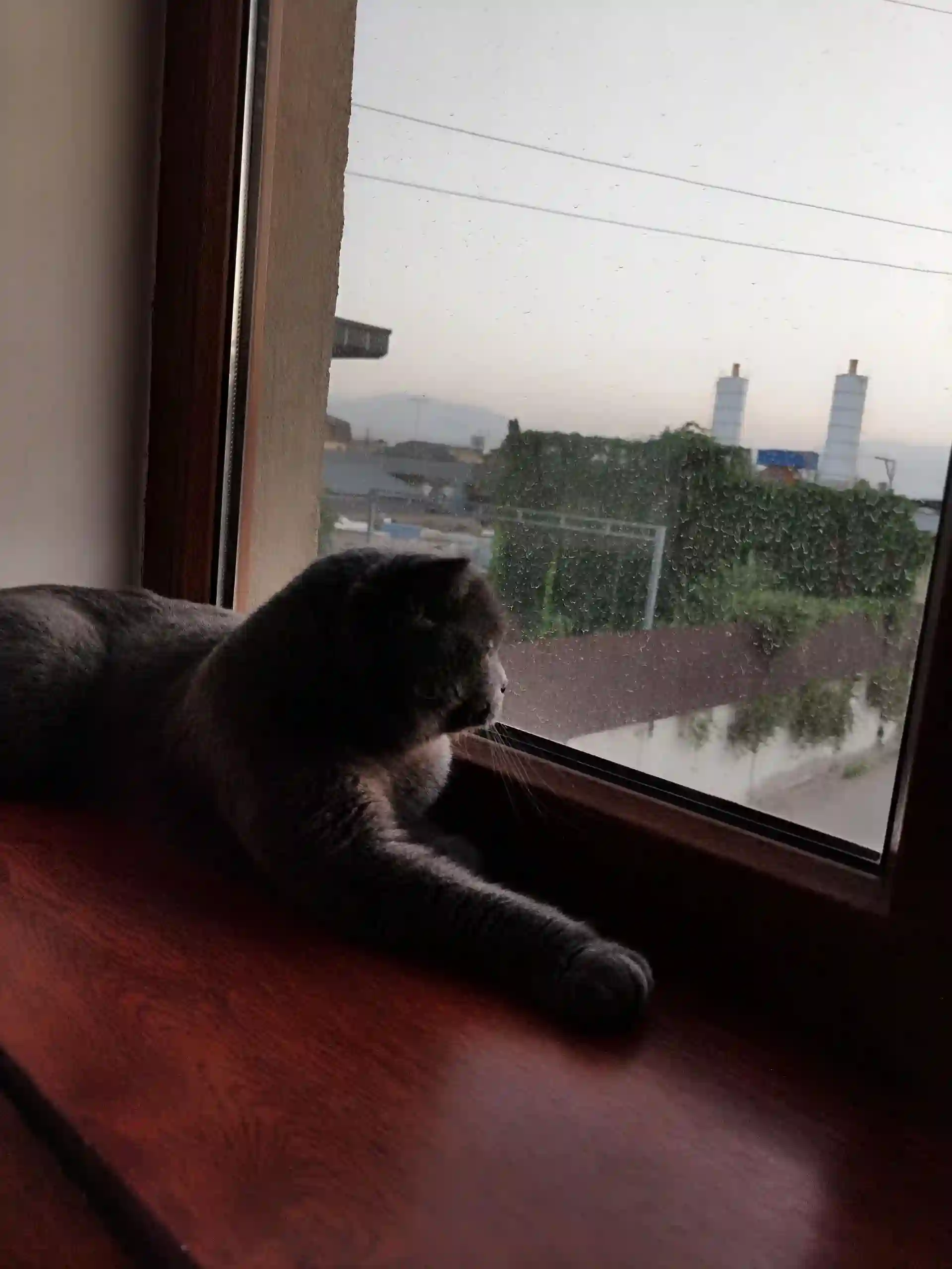 Кот