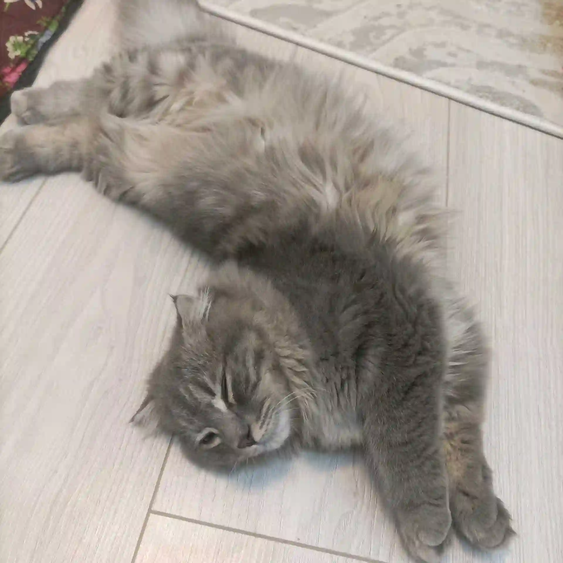 шодлански кот
