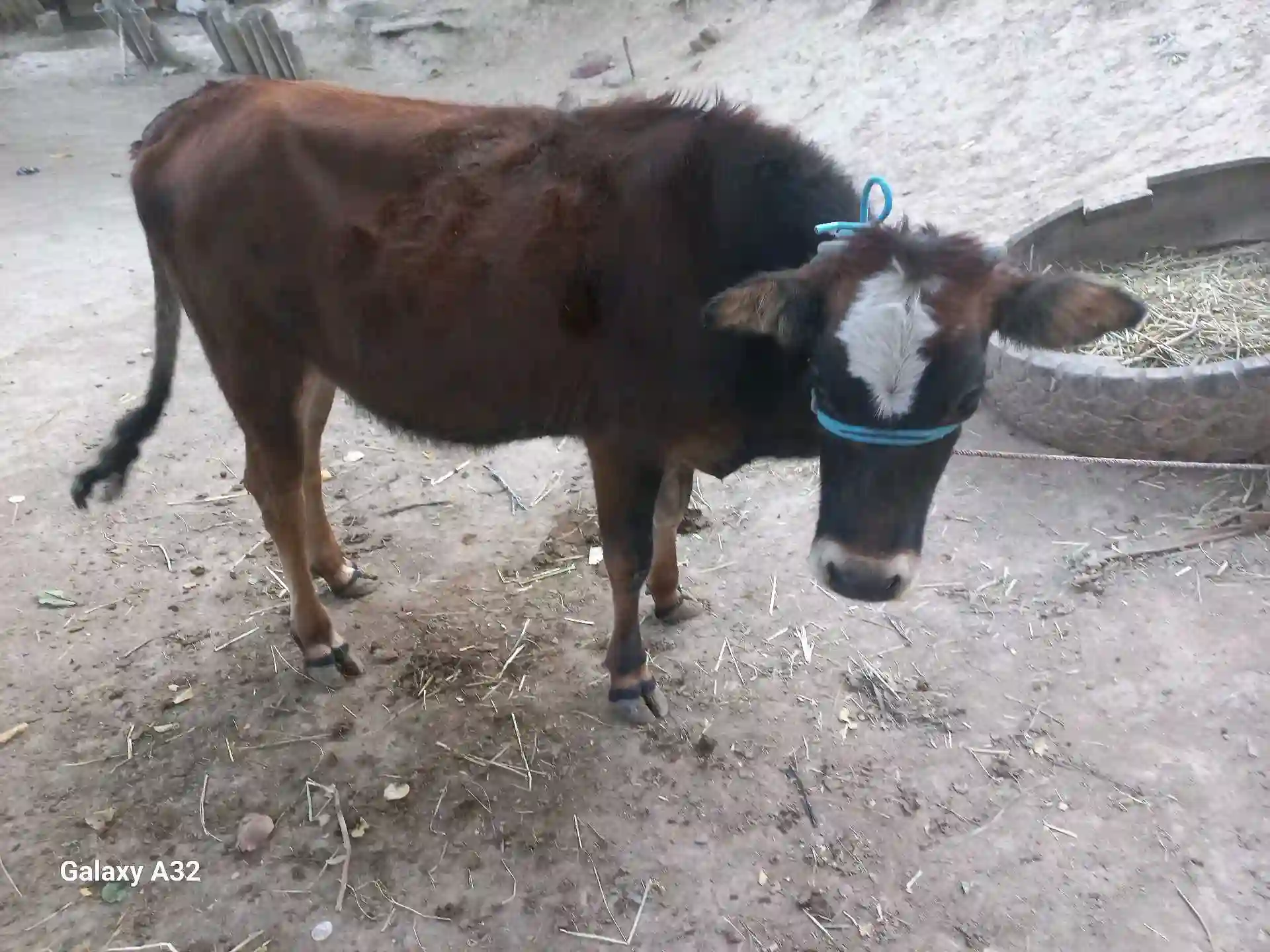 Гуночин 