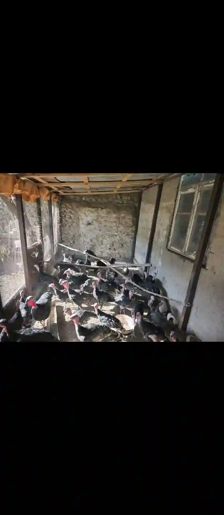 нархаш бо муомила дорад — миниатюра 3