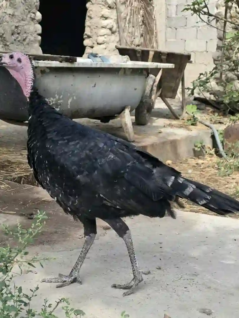 танҳо хурӯзҳояш фурӯши аст !