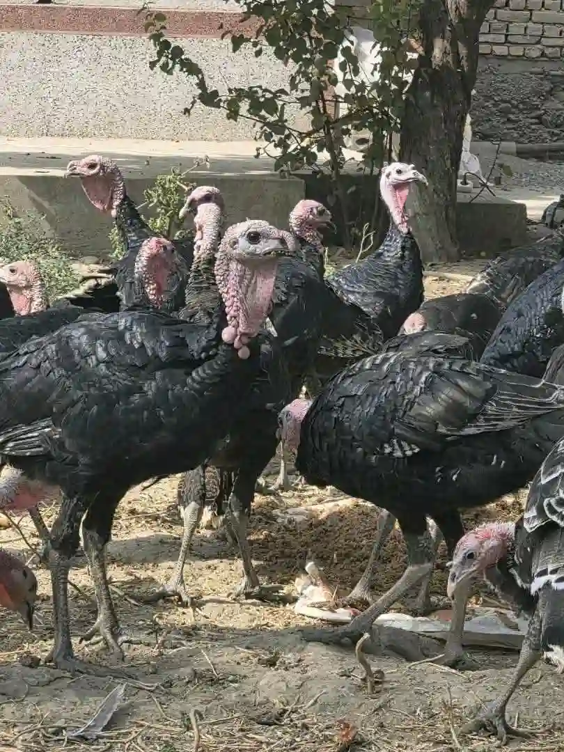 танҳо хурӯзҳояш фурӯши аст ! — миниатюра 3