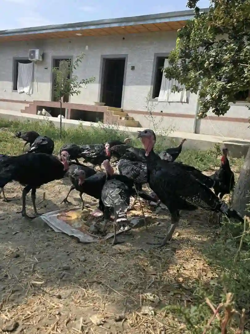 танҳо хурӯзҳояш фурӯши аст ! — миниатюра 5