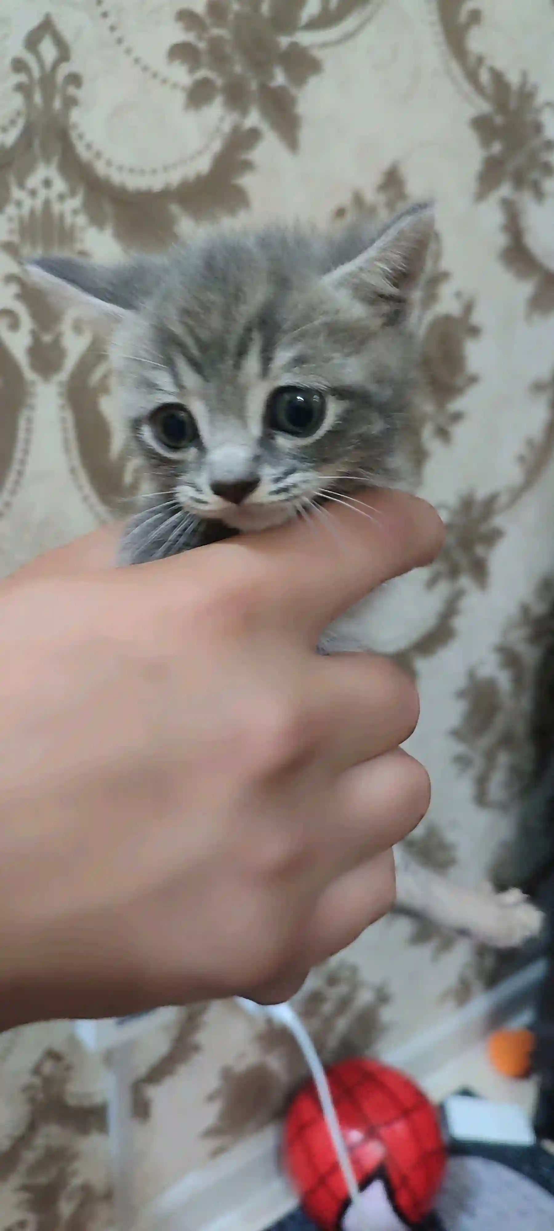 Шотландский котенок  — миниатюра 1