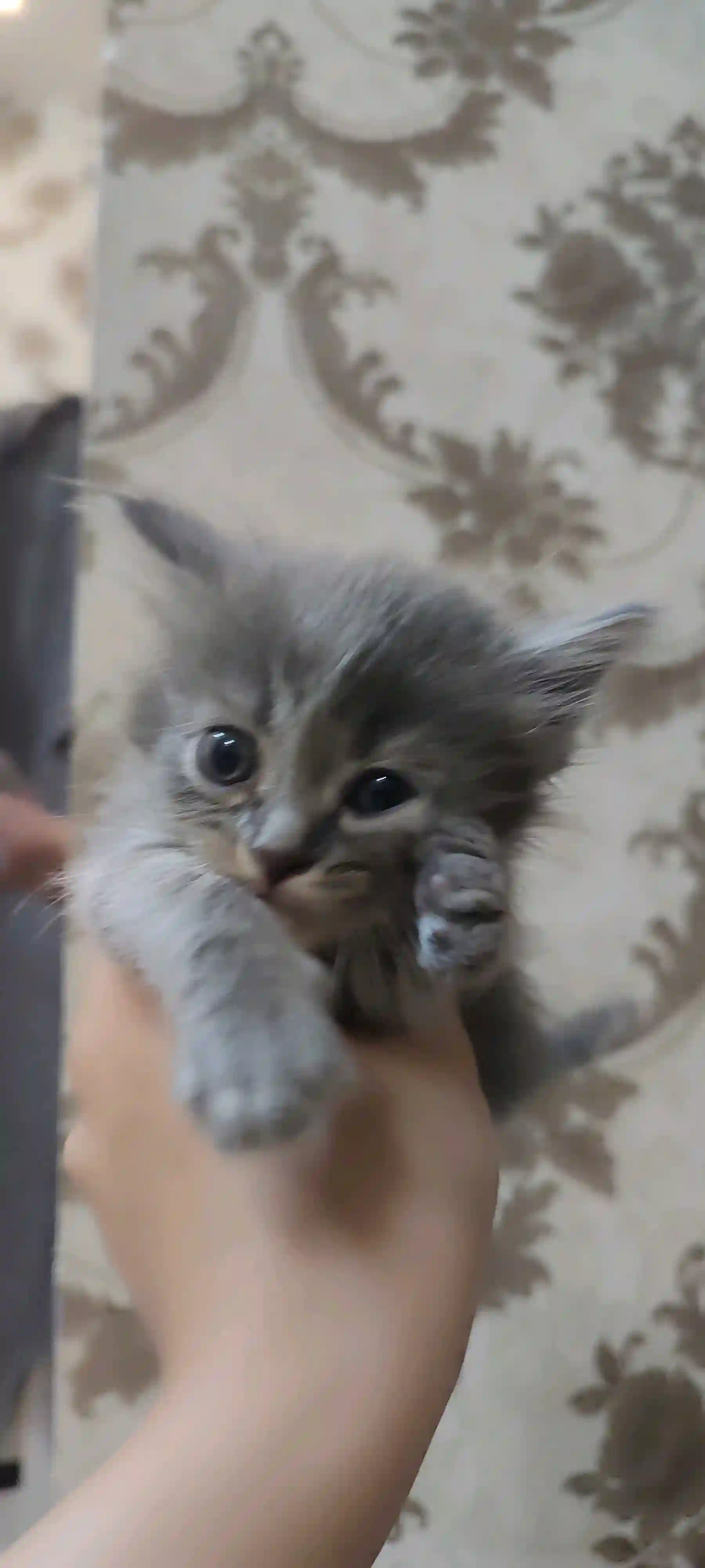 Шотландский котенок  — миниатюра 3