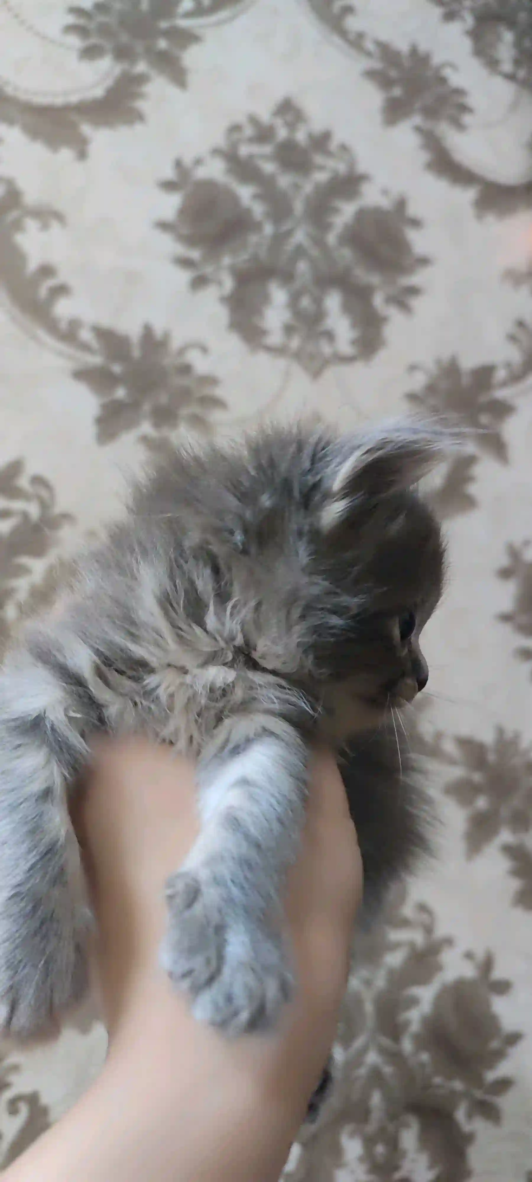 Шотландский котенок  — миниатюра 2