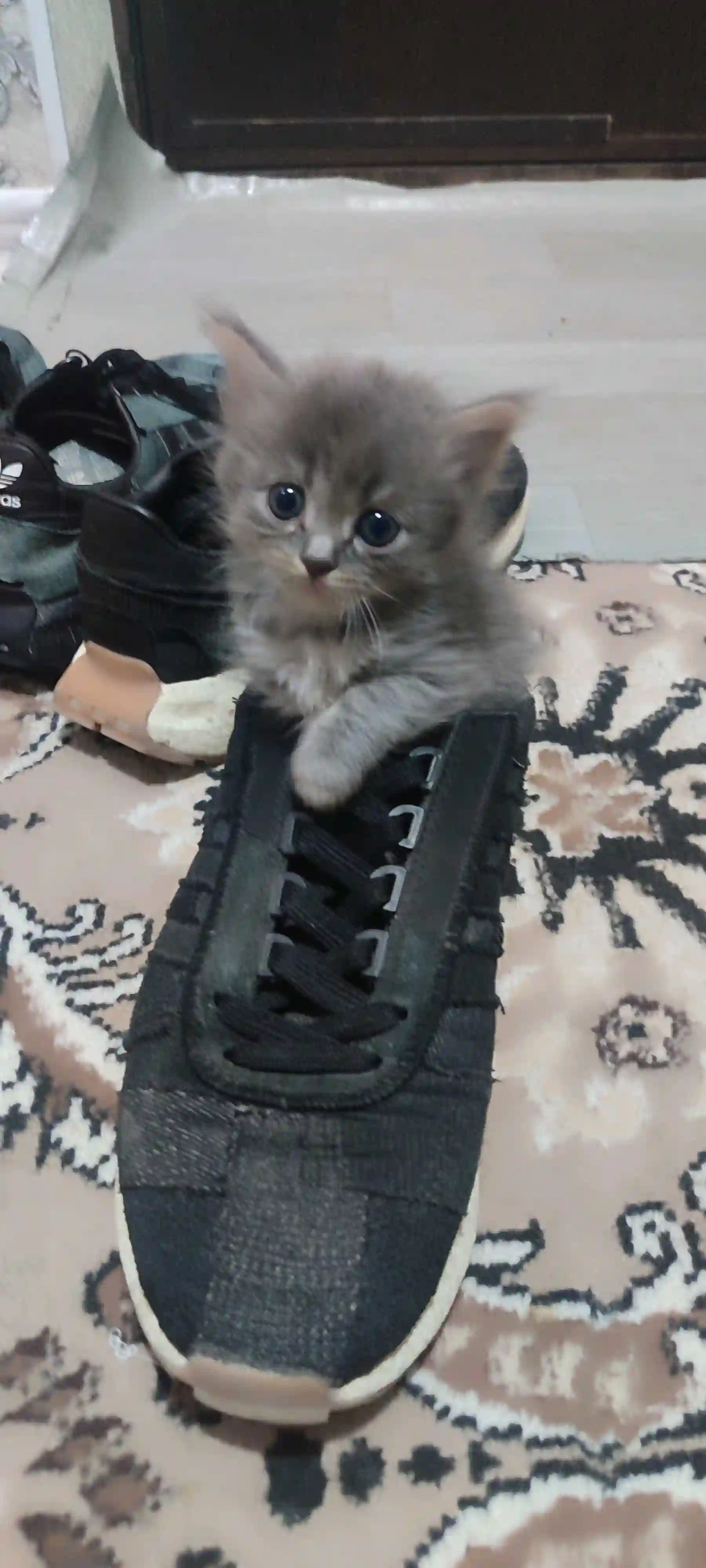 Шотландский котенок  — миниатюра 1