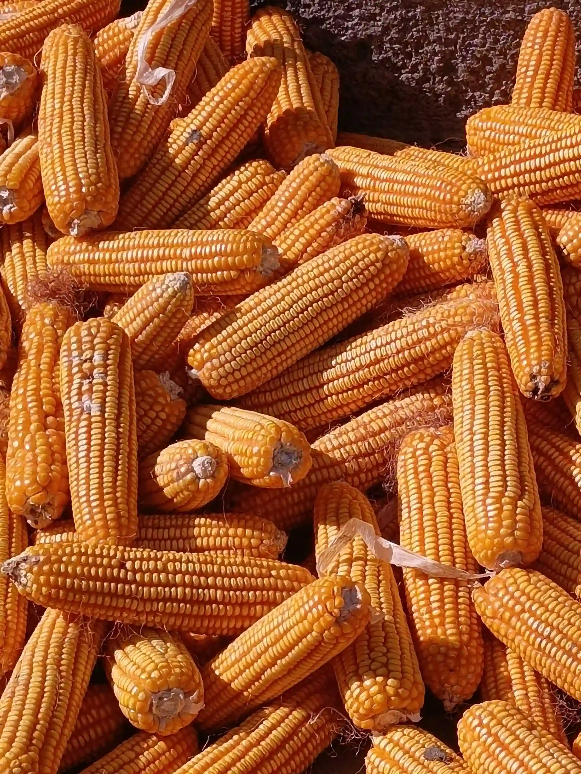 Кукуруза — миниатюра 1