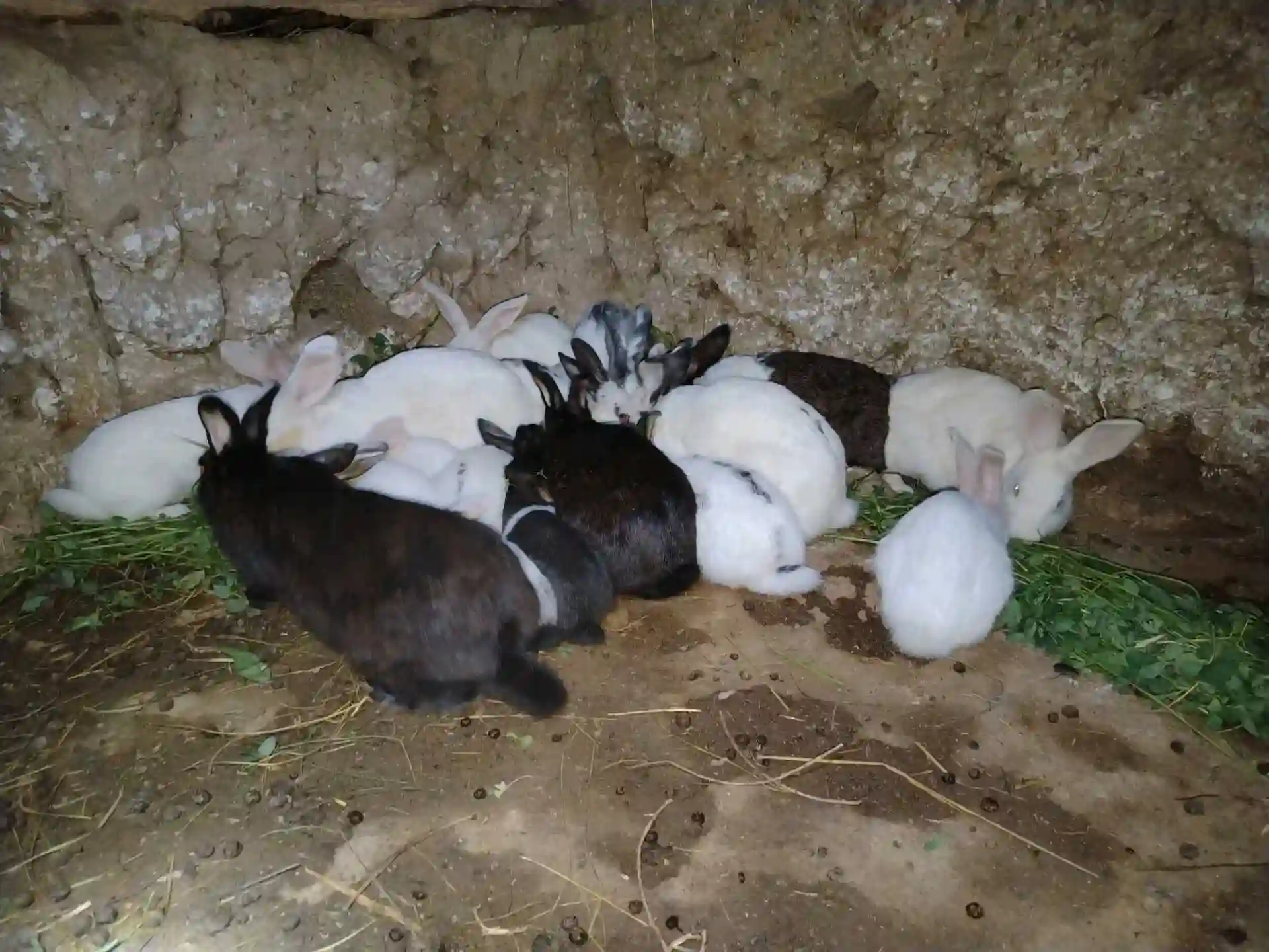 харгуш 