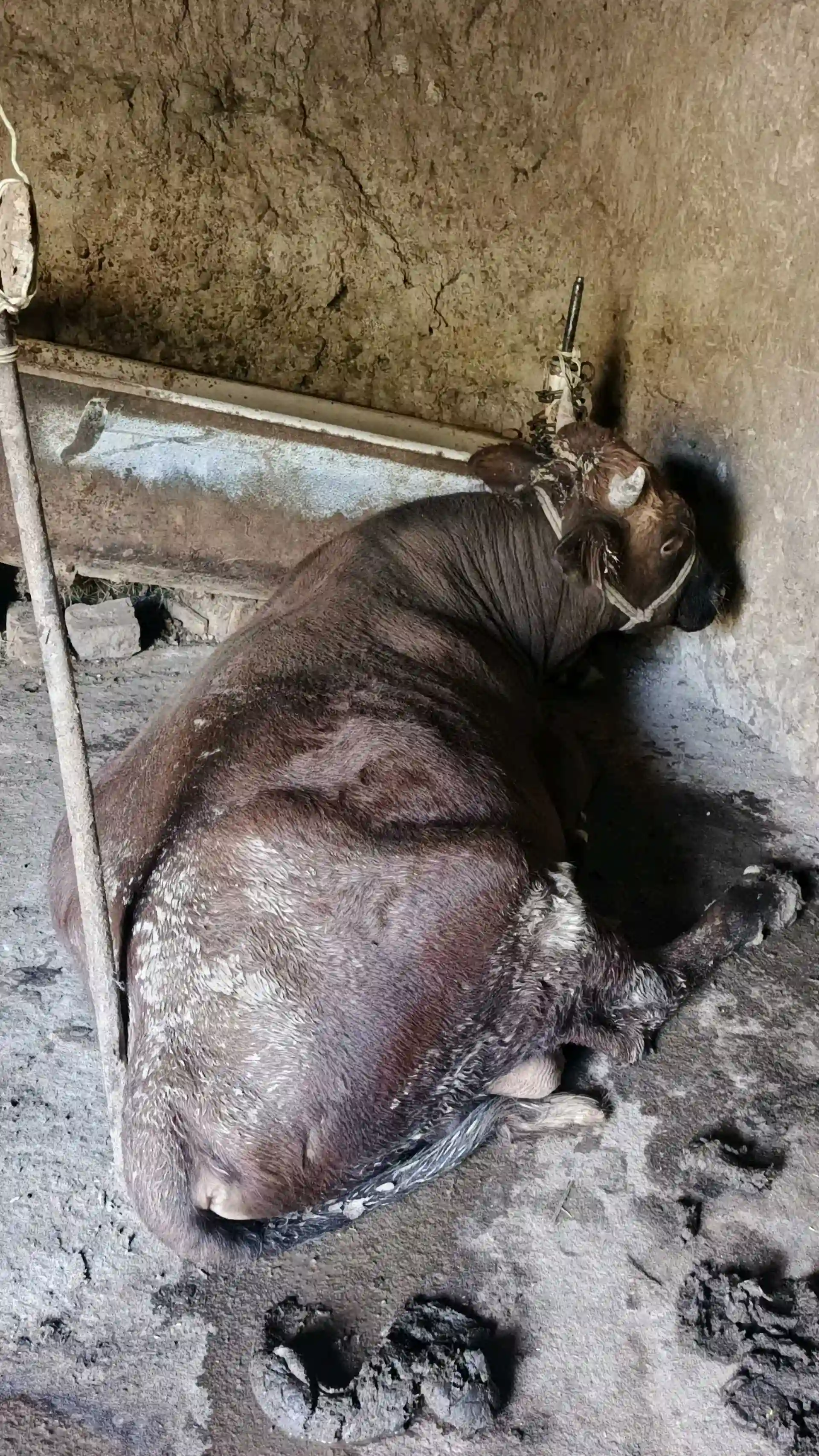 бука як сола
