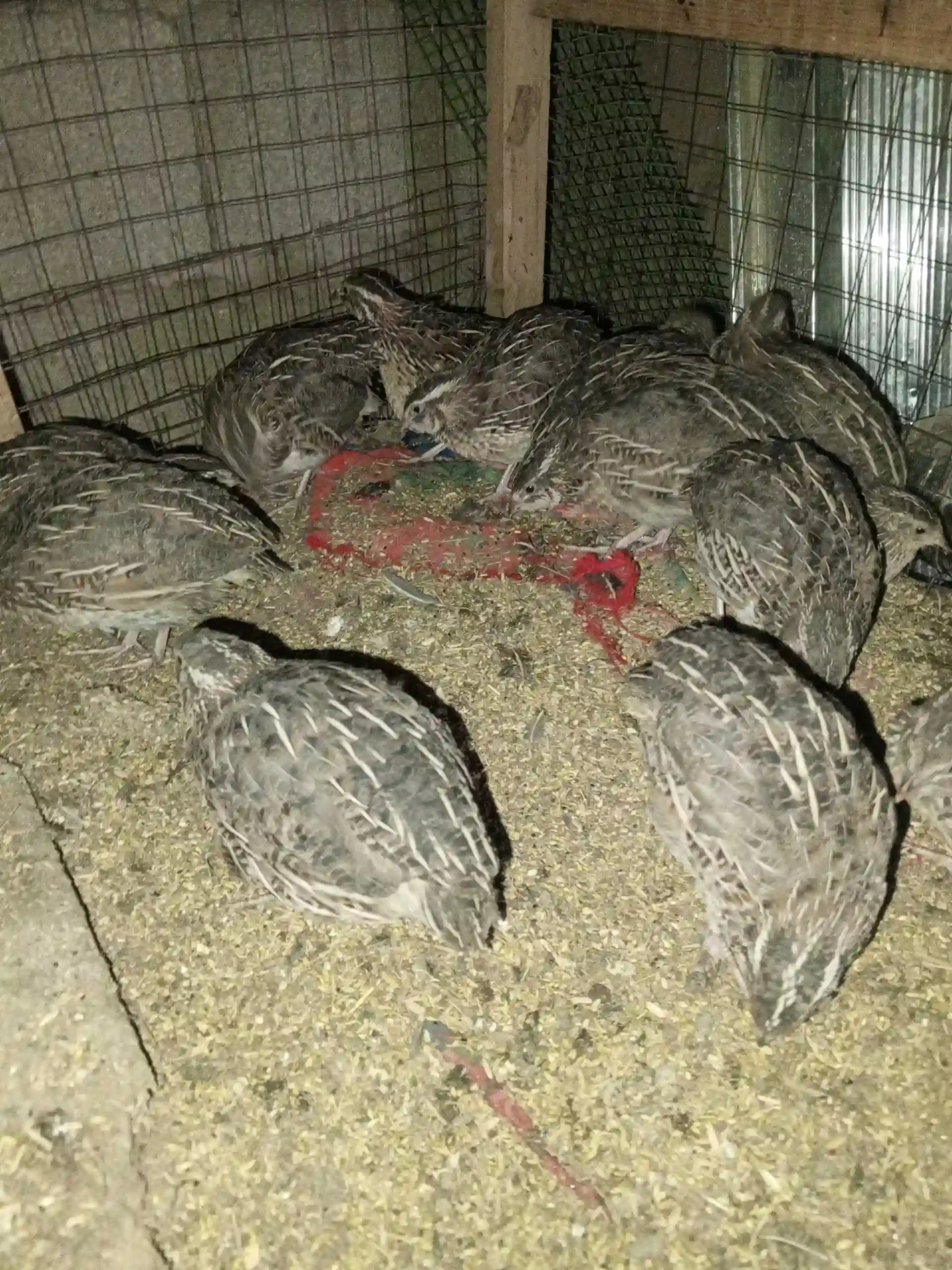 бедонахои нар 