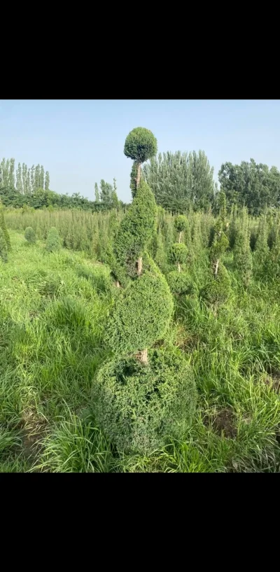 Можжевельник спираль