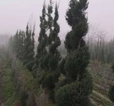Можжевельник спирал