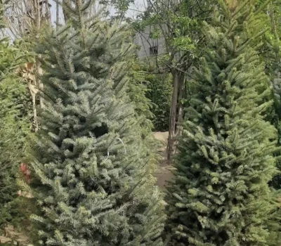 Ель голубая