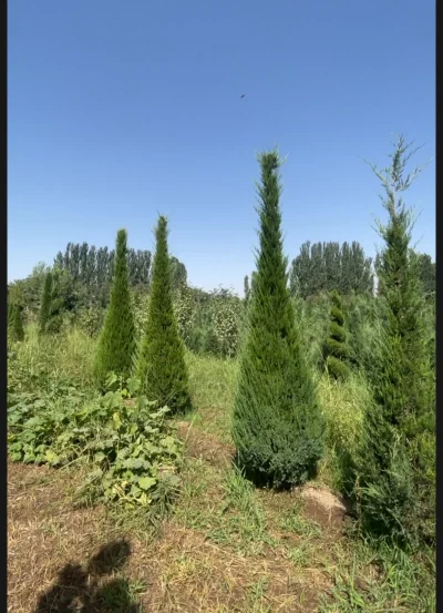 Можжевельник