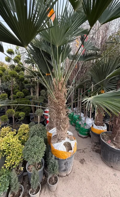 Палма — миниатюра 2