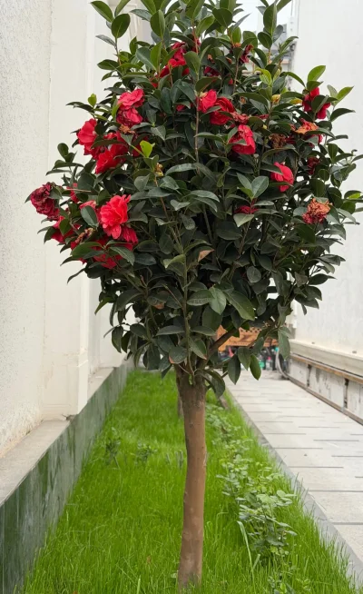 Камелия