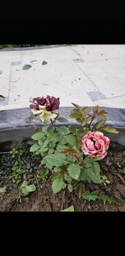Роза иранский