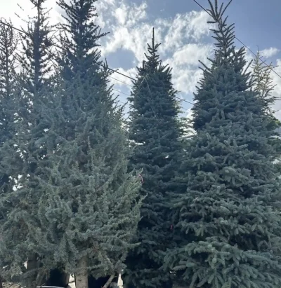 Ель голубая