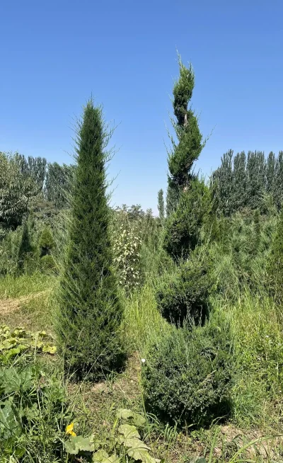 Дерево Можжевельник