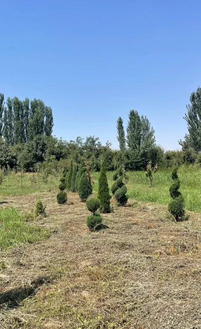 Можжевельник Спираль — миниатюра 4
