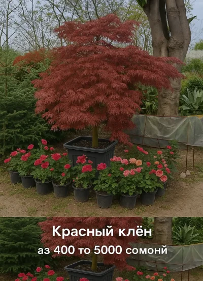 Красный Клëн