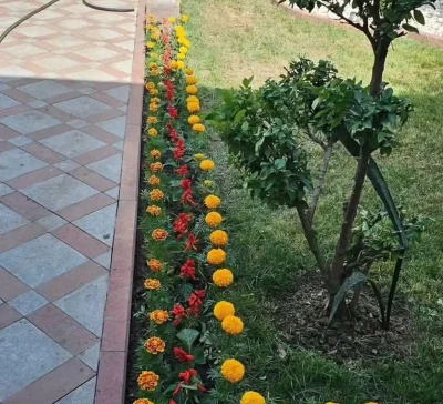 Гули мавсими
