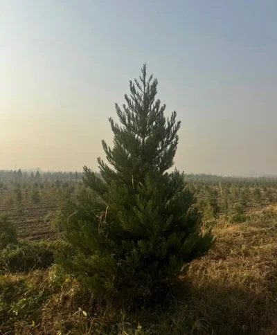 Секвой