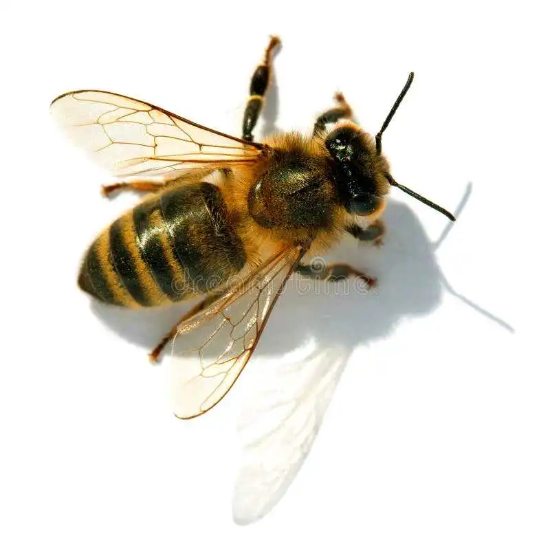 🐝занбур.парвар🐝