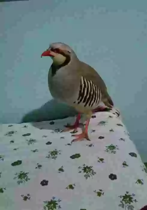 Пользователь