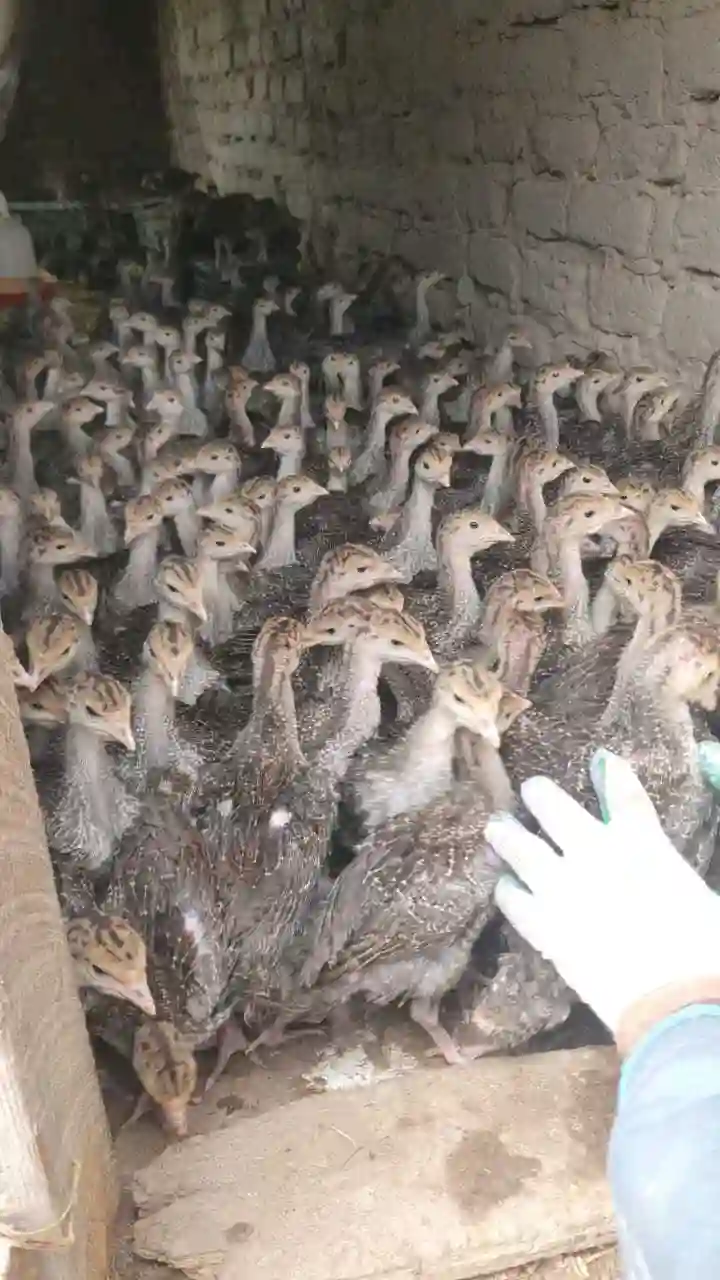 Пользователь